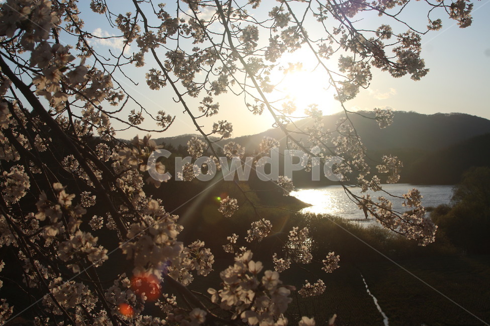 자연,풍경,봄,꽃,벚꽃,야외,봄,계절,spring,season,식물,자연,plants,nature,꽃,flower,light,빛,flare,플레어