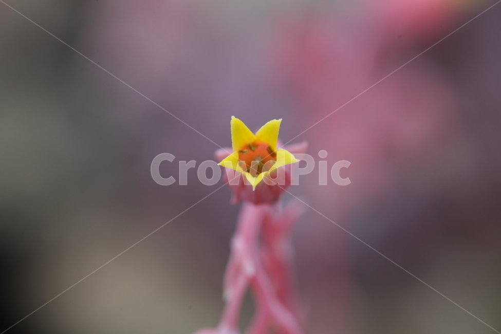 다육식물,다육이꽃,병아리입,제비새끼부리,요염한,농장,식물,자연,plants,nature