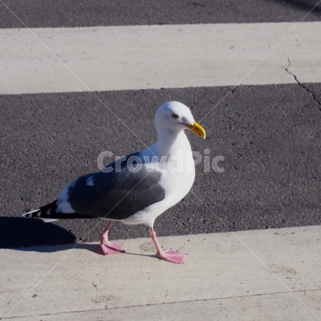 갈매기,새,동물,조류,seagul,동물,animal,조류,새,birds