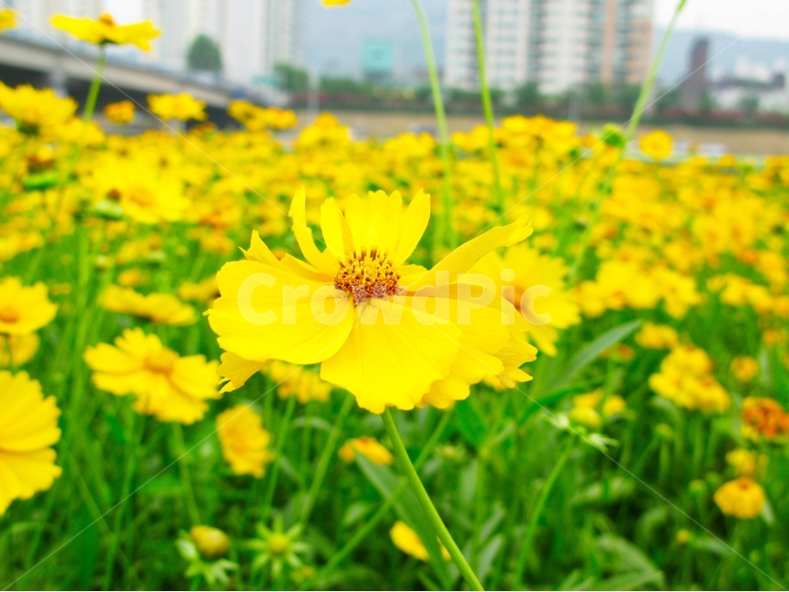 들국화,노란국화,노란들국화,노란꽃,노란들꽃,식물,자연,plants,nature,꽃,flower