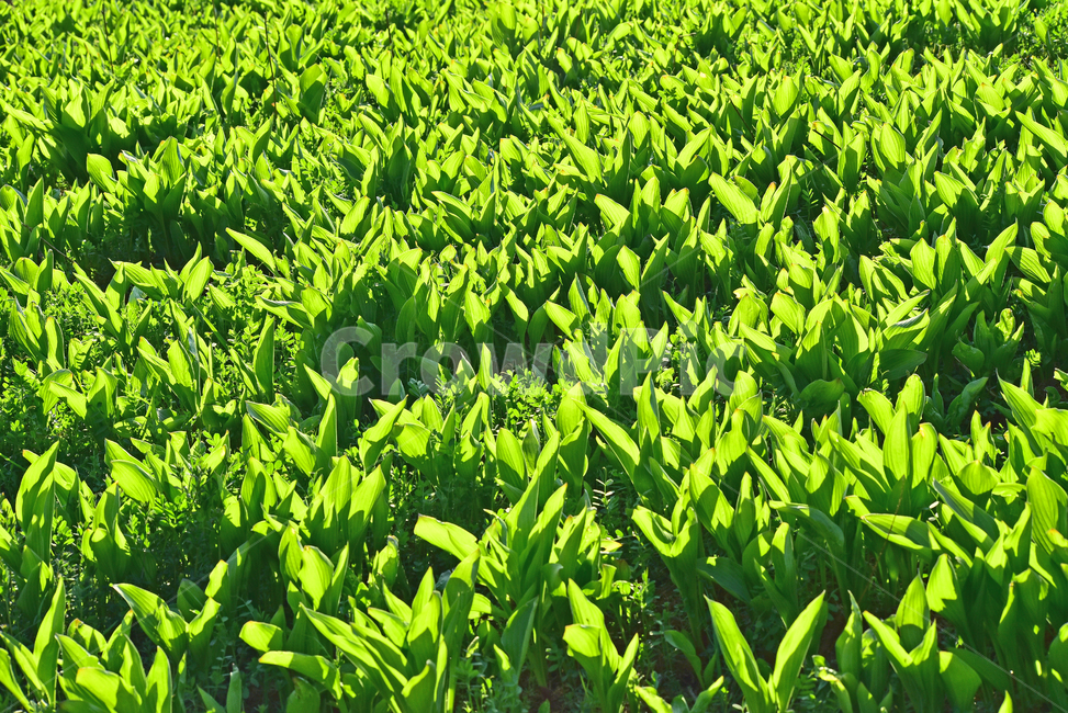 새잎,새순,새싹,연녹색,봄배경,그린,그리너리,바탕,백그라운드,배경,green,초록,grass,식물,plant,vegetation,nature,들,자연,환경,패턴,풀잎,싱그러운,프레시,초록물결,field,시즌,계절,season