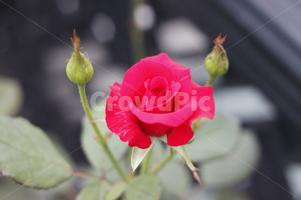 장미꽃,꽃,가시,봉오리,한송이,자연,rose