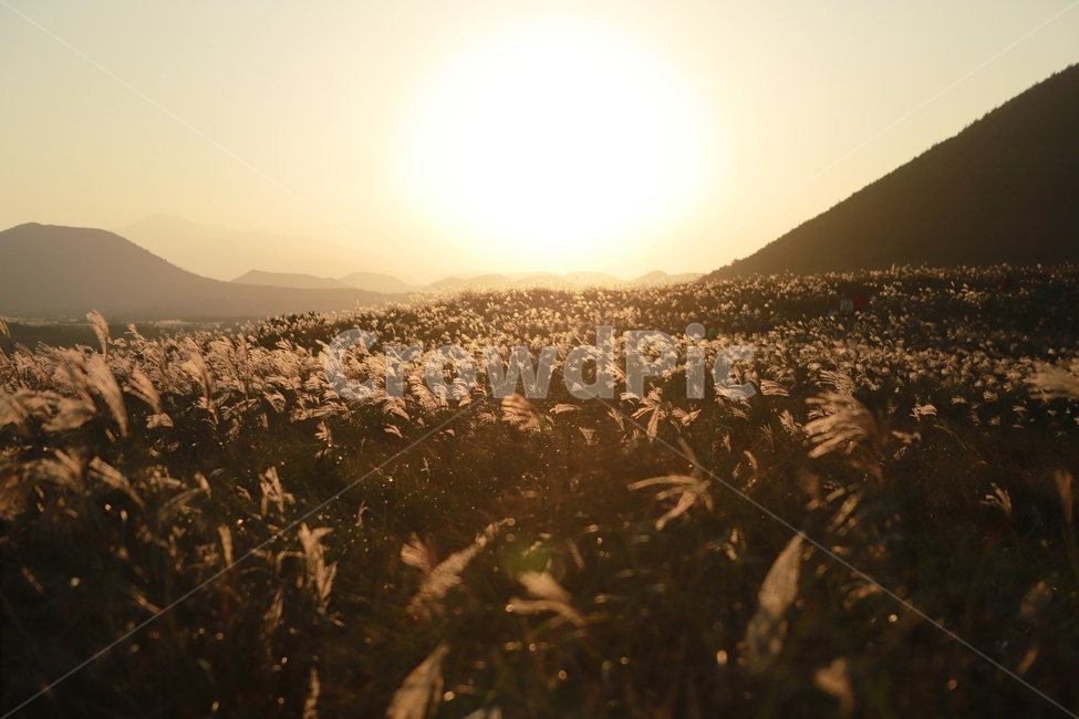 억세,아끈다랑쉬,노을,일몰,오름,빛,가을,제주,억세꽃,풍경,제주풍경,jeju,landscape,노을빛,제주오름,식물,햇빛,가을,계절,fall,autumn,season,자연,풍경,nature,landscape,flare,플레어,light,sunlight,plant,grass,잔디