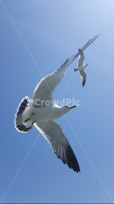 갈매기,바다,조류,새,seagull,flying,나는,bird