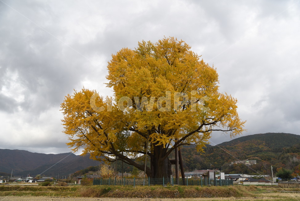 노거수,은행나무,구량리,tree,나무,plant,식물,보호수,가을,계절,fall,autumn,season,식물,자연,plants,nature,나무,trees,wood,tree trunk,나무 줄기