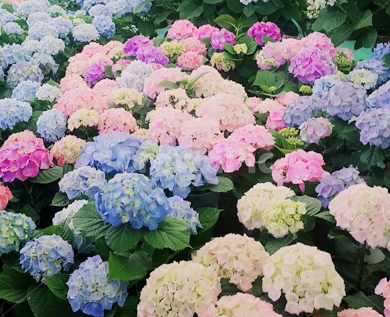 알록달록수국,수국,봄꽃,flower,알록달록한꽃