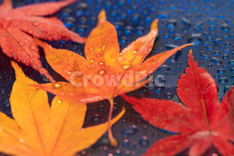 낙엽,가을비,겨울비,늦가을,아쉬움,가을,계절,fall,autumn,season,plant,식물,leaf,잎,tree,나무