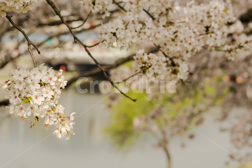 봄,꽃,벚꽃,동천,호수,봄,계절,spring,season,식물,자연,plants,nature,꽃,flower,감성,sensible,feeling,plant,blossom,cherry blossom