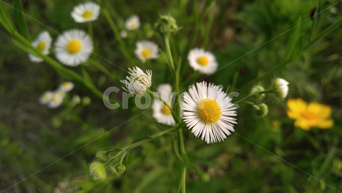 개망초,꽃,들꽃,야생화,흰꽃,흰색,녹색,배경,감성,계절,flower,wildflower,whiteflowers,white,green,background,emotional,season,fieldflowers