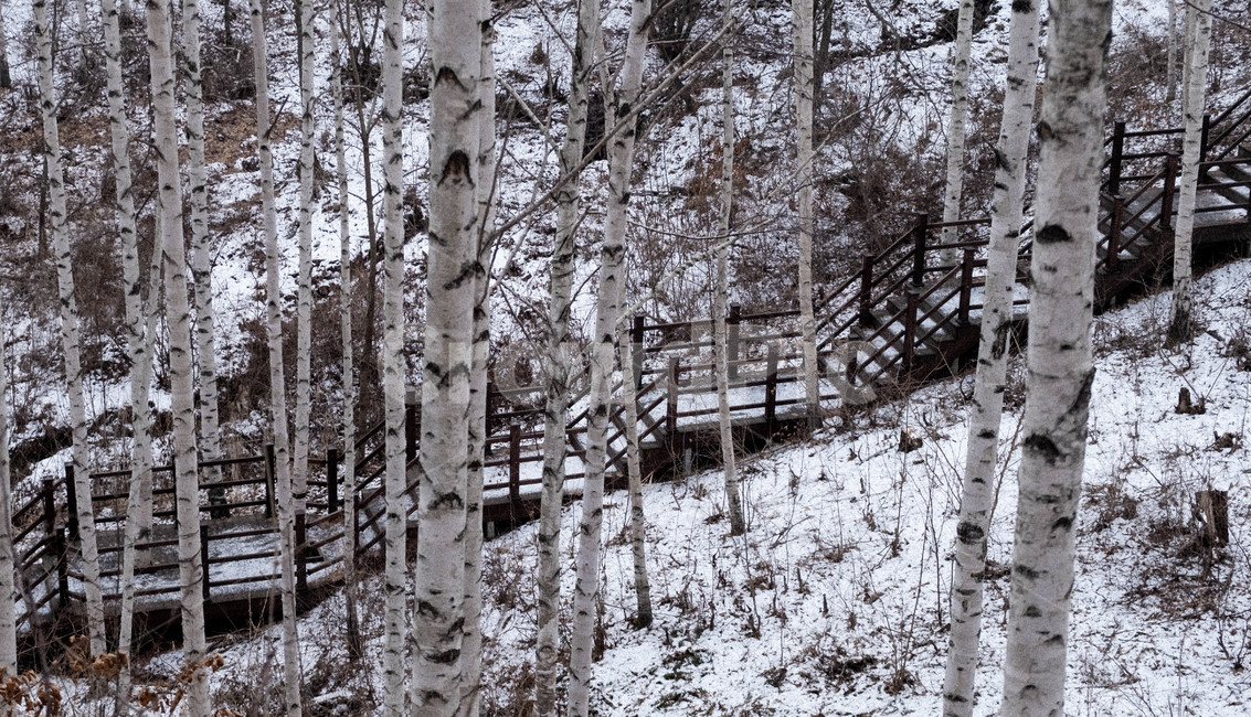 식물,나무,tree,plant,계단,다리,눈,자작나무,겨울,계절,winter,season,자연,풍경,nature,landscape