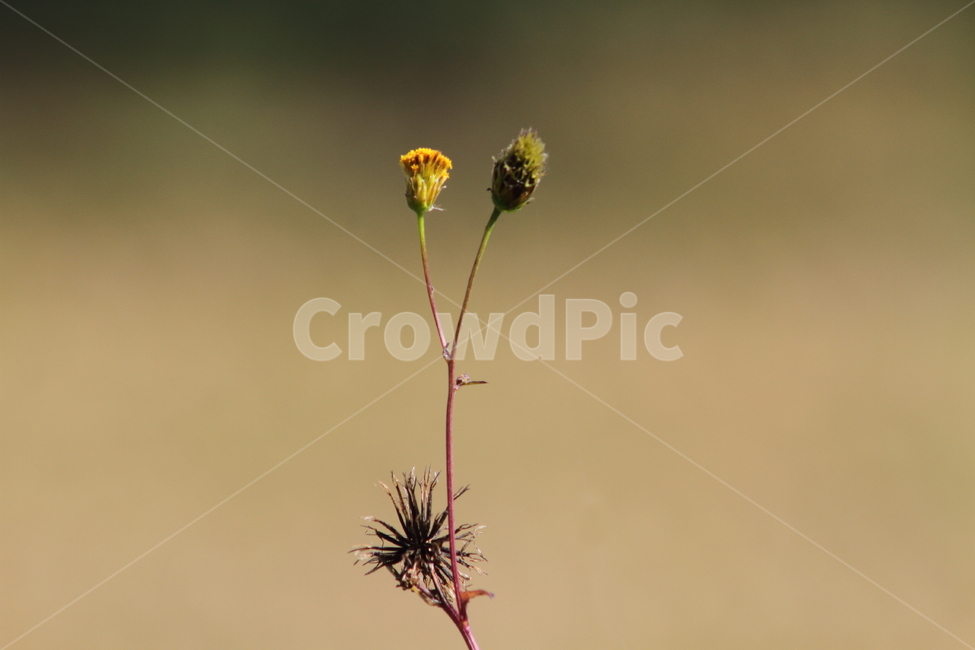 도깨비바늘,꽃,식물,야생화,spanishneedles,식물,자연,plants,nature