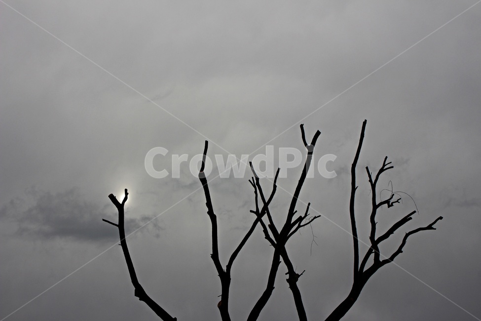 실루엣,나무,tree,해,silhouette,자연,nature