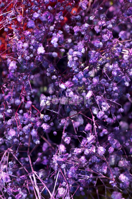 driedflower,babysbreath,안개꽃,보라색,plant,purple,식물,petal,꽃잎,blossom,flower,꽃,식물,자연,plants,nature,꽃,flower