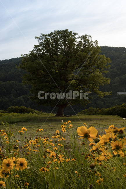 nature,자연,field,들,나무,들꽃,노란꽃,사랑나무
