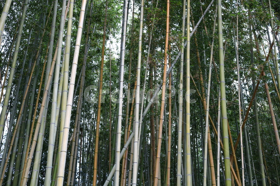 대나무,나무,식물,자연,벼과,풍경,단자엽식물,죽림,대나무숲,숲,나무,trees,wood