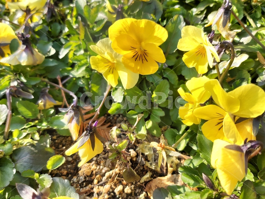 plant,식물,꽃,flower,blossom,식물,자연,plants,nature,꽃,flower