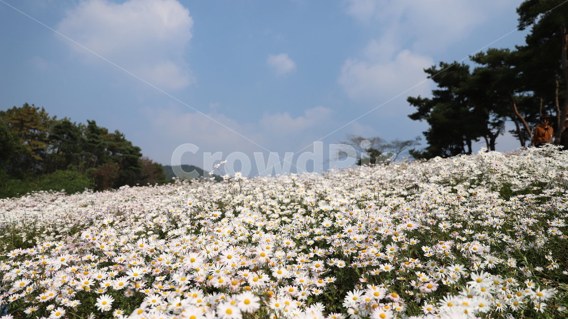 정읍,구절초,축제,구절초축제,소나무,풍경,가을
