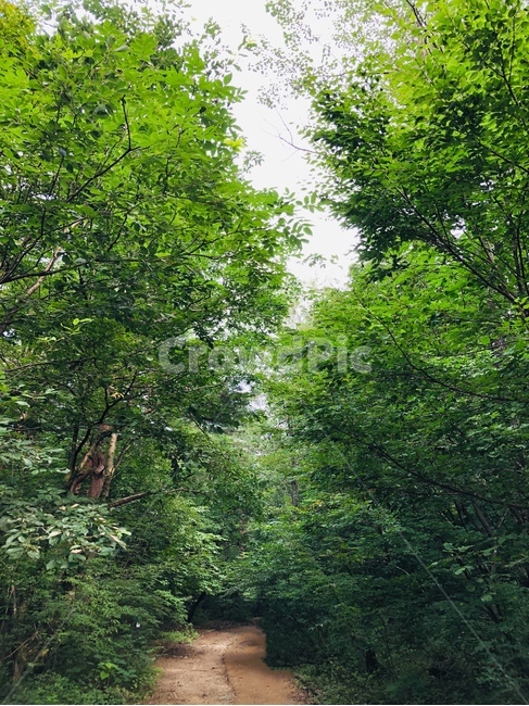 숲,나무,산책로,녹음,자연,자연,풍경,nature,landscape,tree,plant,식물,vegetation,초목