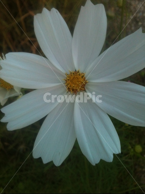 코스모스,하얀코스모스,꽃,flower,식물,식물,자연,plants,nature,꽃,flower