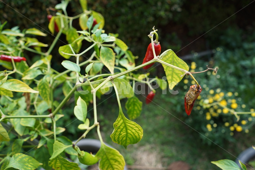 animal,plant,잎,식물,고추,병,농약,병든고추,고추병,원예,마름병,채소,야채,vegetables