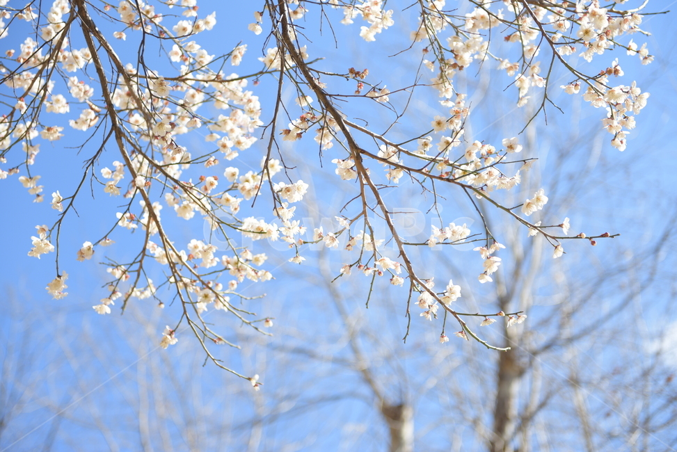 봄,꽃,계절,배경,풍경,자연,소풍,힐링,꽃놀이,감성,식물,plant,나무,tree,flowers,nature
