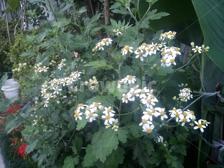 식물,plant,꽃,자연,flower,식물,자연,plants,nature
