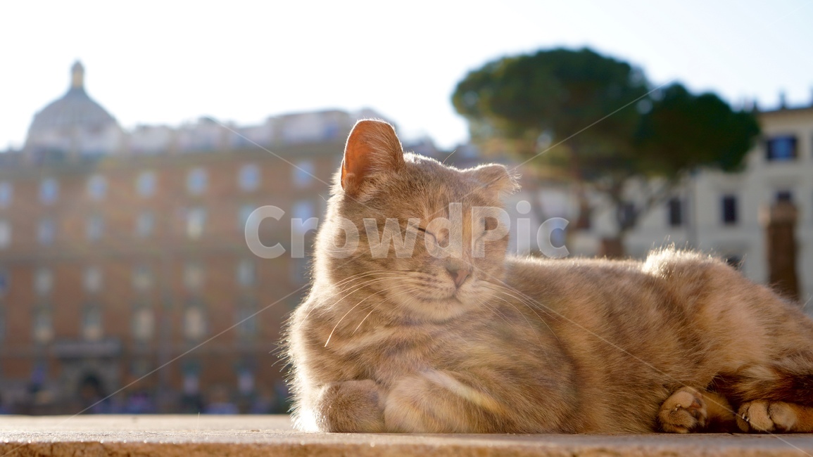 cat,고양이,동물,animal,휴일,여유,로마,평온,평화,햇빛,일광욕,peace,sunlight,rome,italy,italia,따뜻함,holiday,europe,유럽,애완동물,길고양이,길냥이,cats,동물,animal,포유류,mammal,고양이,cat,kitten,kitty
