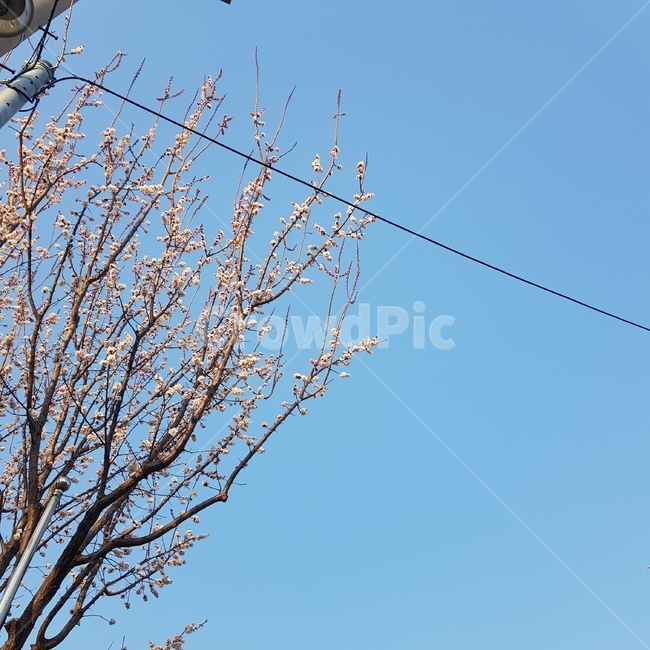 벚꽃,봄,하늘,나무,자연,봄,계절,spring,season