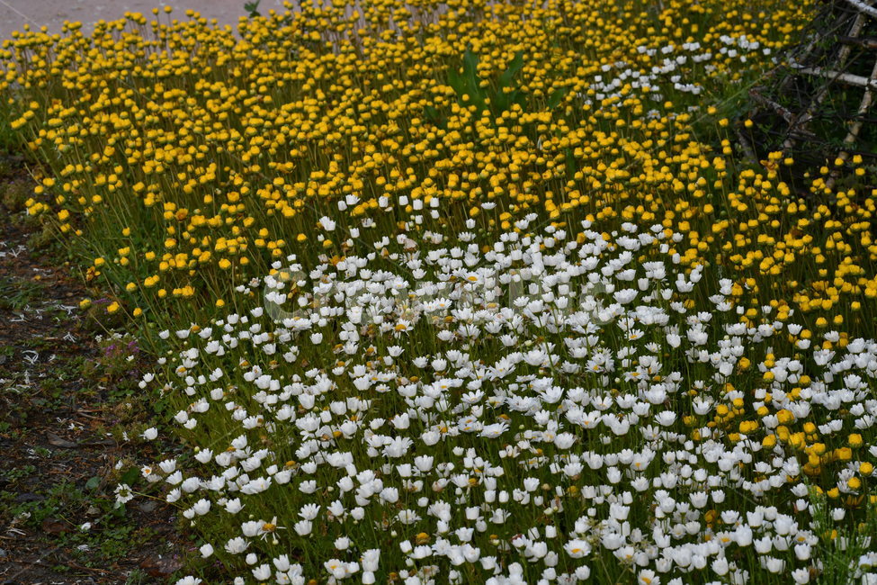 식물,자연풍경,꽃,감성사진,봄,봄,계절,spring,season,식물,자연,plants,nature,꽃,flower,plant,blossom,daisy,데이지,daisies