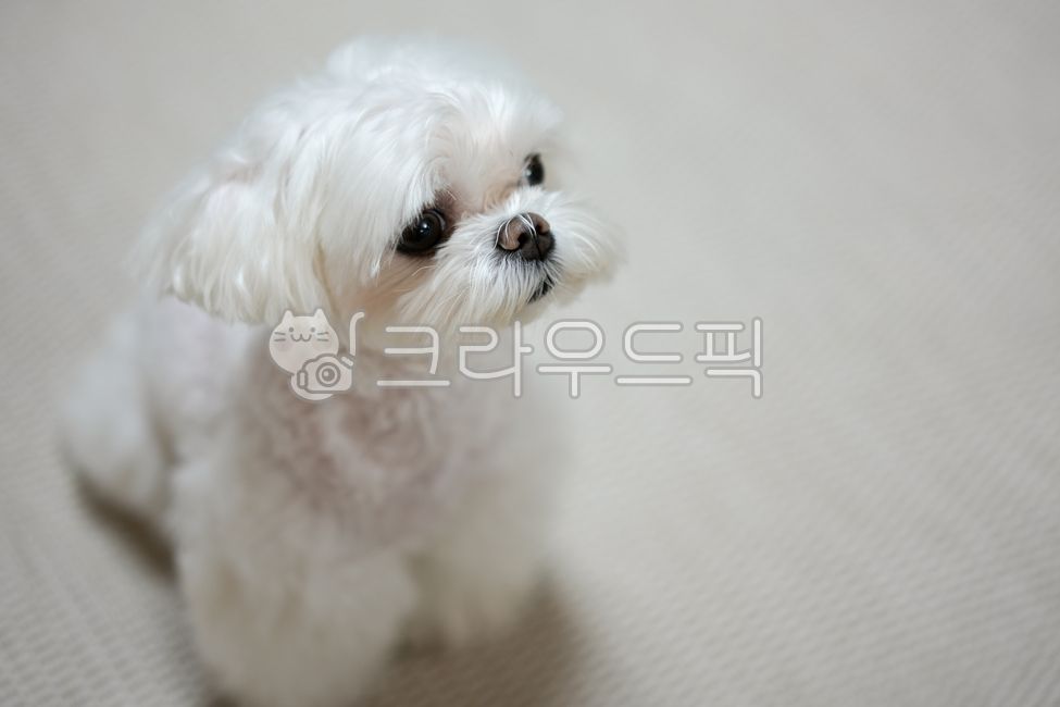 강아지,말티즈,몰티즈,반려동물,애완동물,개,animal,dog