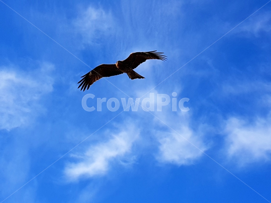 animal,동물,bird,새,flying,독수리,eagle,하늘,sky