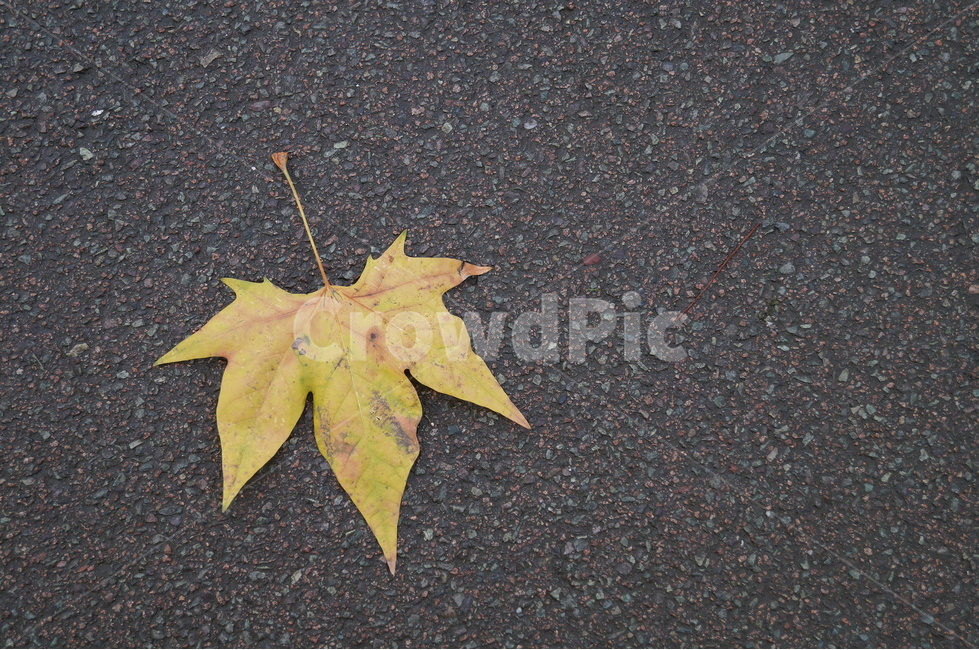 낙엽,가을,도로,잎,아스팔트,leaf,식물