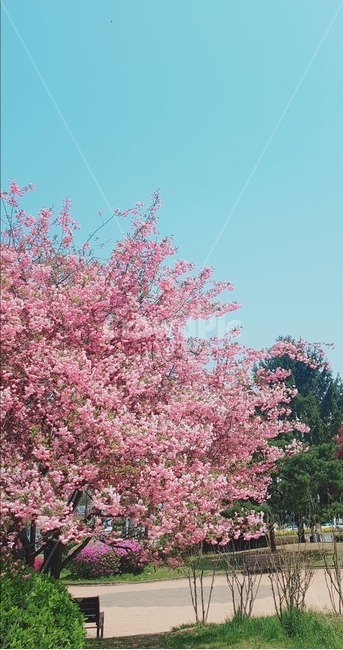 꽃,계절,하늘,식물,분홍,봄,계절,spring,season,plant