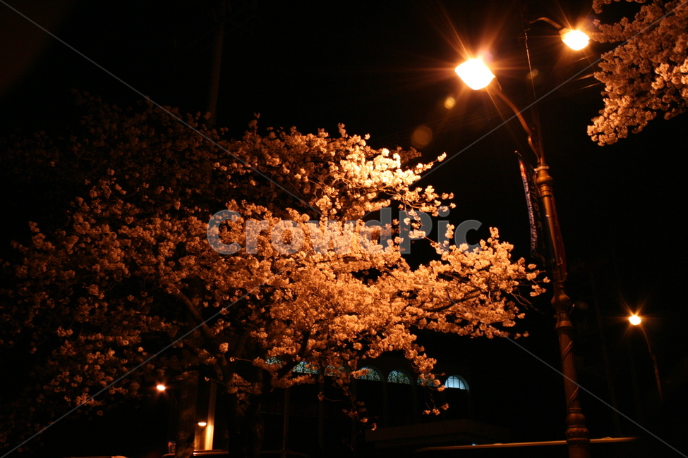 벗꽃,봄야경,사쿠라,군항제,벗꽃나무,가로등,노란색,불빛,봄,계절,spring,season,야경,밤,풍경,nightscape,night,landscape,lamp post,램프 포스트