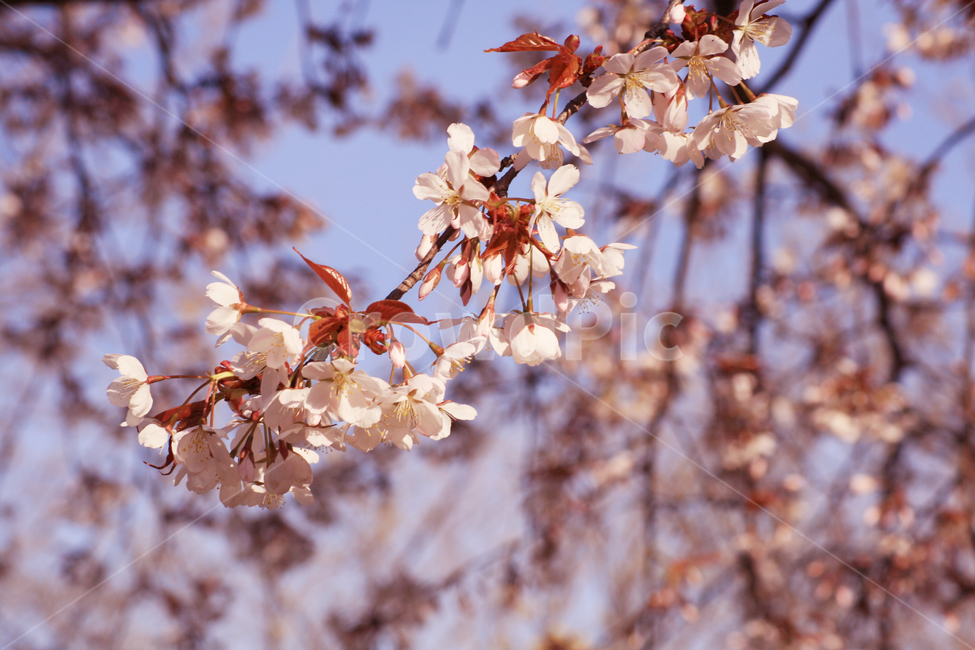 plant,식물,flower,꽃,blossom,cherryblossom,벚꽃,하늘,벚나무,봄,만개