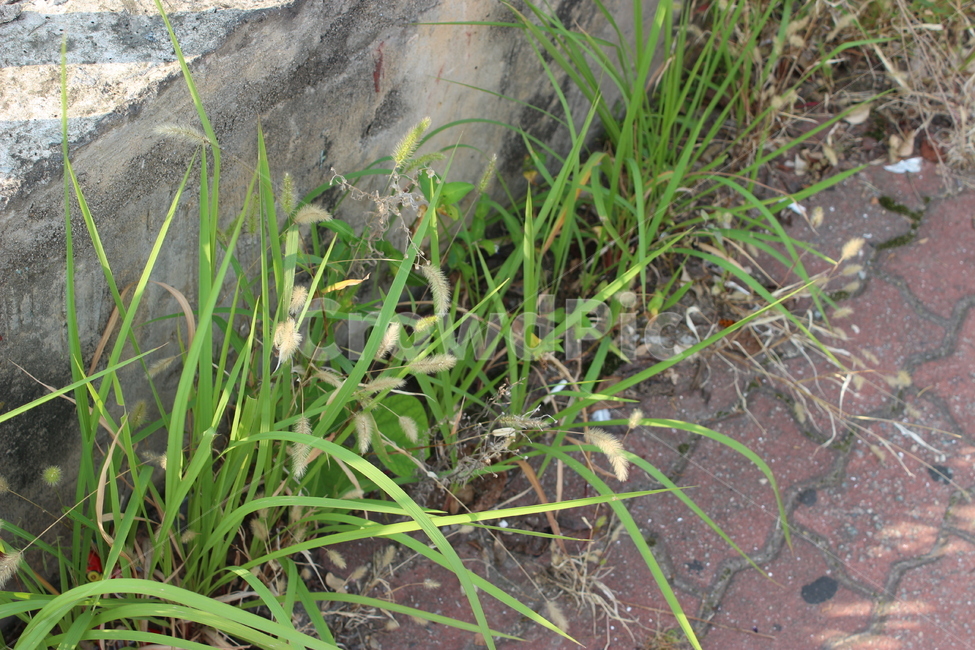 난초,잡초,길가,풀,초록,아스팔트,도로블럭,도로,식물,자연,plants,nature