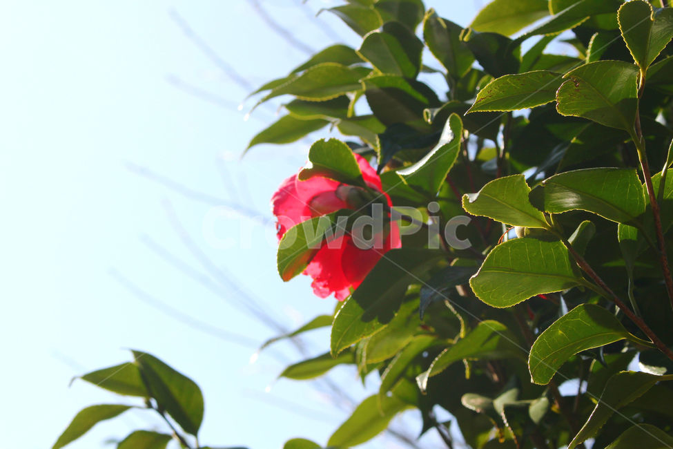 동백,동백꽃,꽃,감성사진,겨울,봄,하늘,자연,flower,sky,식물,자연,plants,nature,꽃,flower