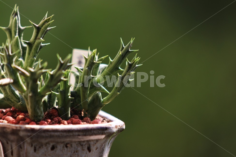 plant,식물,흑룡각,다육식물,화분,식물,자연,plants,nature