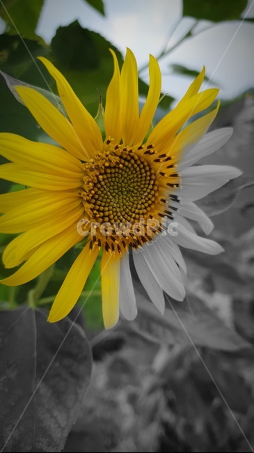 식물,꽃,flower,plant,노란색,식물,자연,plants,nature,꽃,flower