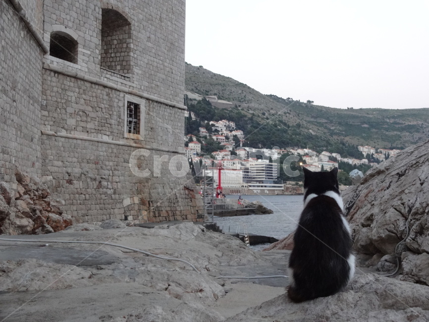 back,downtown,dubrovnik,sea,croatia,ocean,cat,appearancefrombehind,Dubrovnik,Croatia