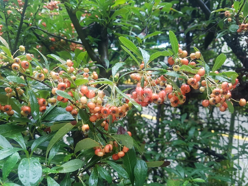 식물,과일,fruit,열매,plant