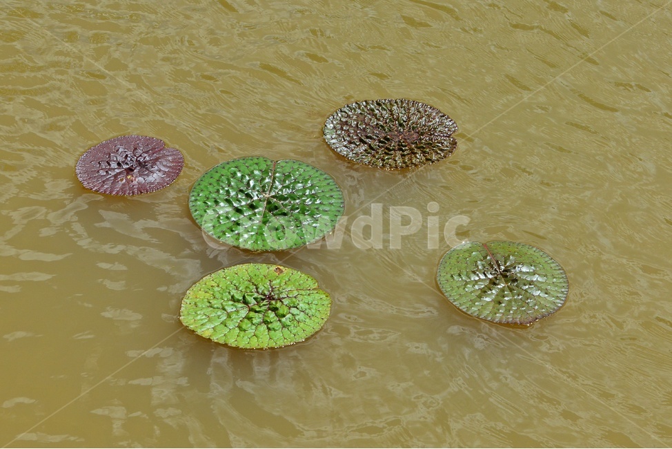 plant,식물,flower,blossom,꽃,leaf,잎,outdoors,옥외,nature,자연,수련,연잎,연못,물