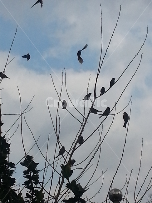 새,실루엣,bird,하늘,silhouette,참새,나무,새떼,sparrow,동물,animal,나뭇가지,무리,구름,cloud,tree,sky,branch,twig,친구들,friends,group,crowd,검은색,black,동물,animal,조류,새,birds