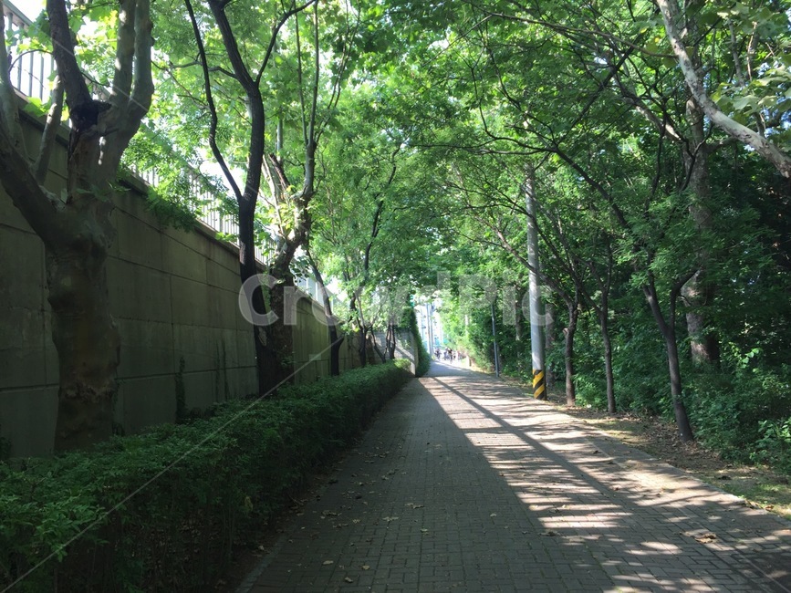 거리,숲,자연,나무,풍경,자연,풍경,nature,landscape,garden,정원,outdoors,옥외,arbour,정자