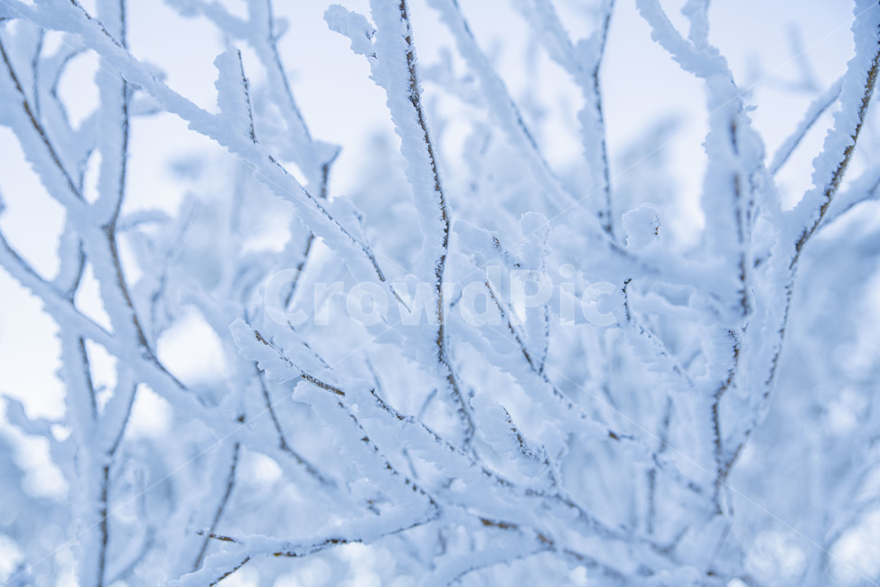 태백산,상고대,겨울,눈꽃,겨울풍경,풍경,산,겨울산,설산,nature,자연,snow,눈,겨울,계절,winter,season,자연,풍경,nature,landscape