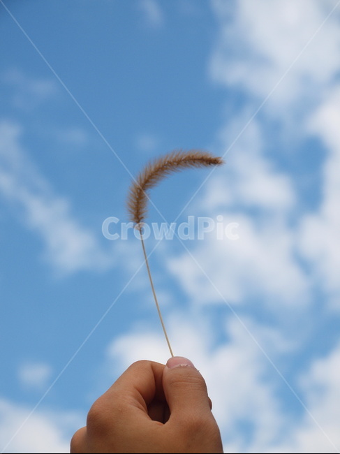 하늘,구름,맑음,강아지풀,감성,식물,plant,grass,식물,자연,plants,nature