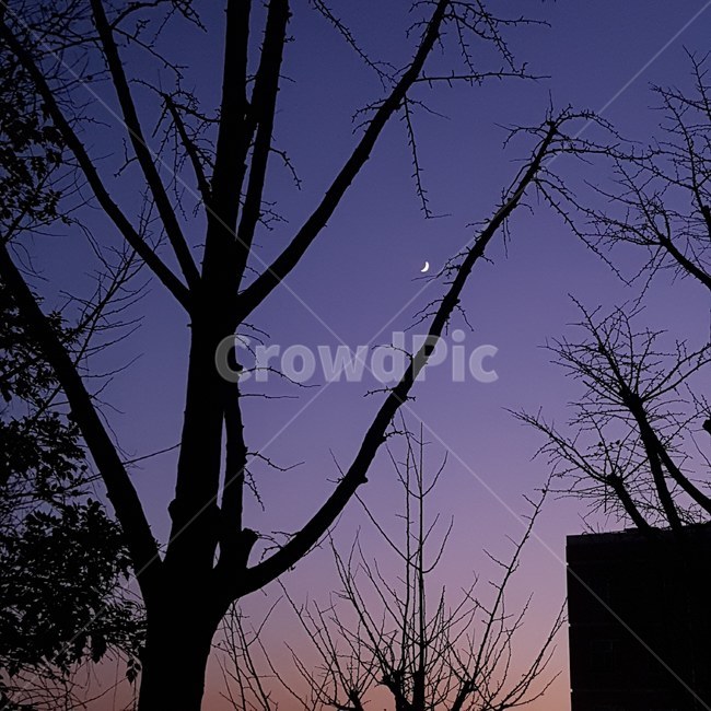 달,저녁하늘,밤하늘,하늘,보랏빛,야경,밤,풍경,nightscape,night,landscape,silhouette,실루엣,nature,자연,tree,나무,plant,식물