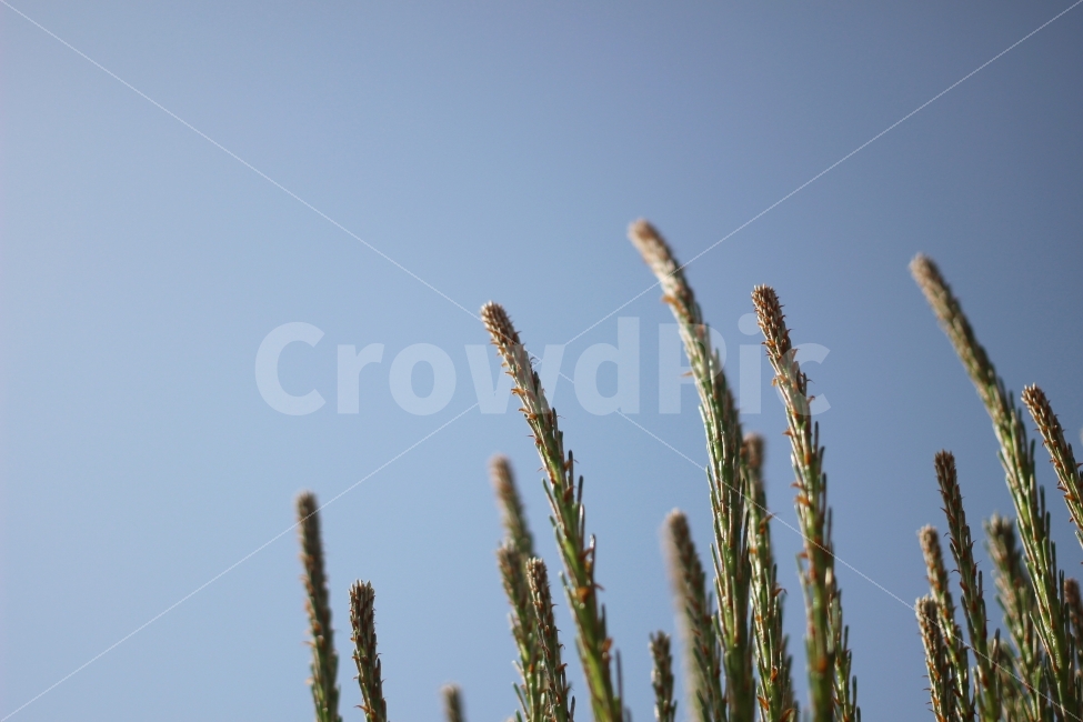 소나무,하늘,나무,자연,식물,색감,식물,자연,plants,nature