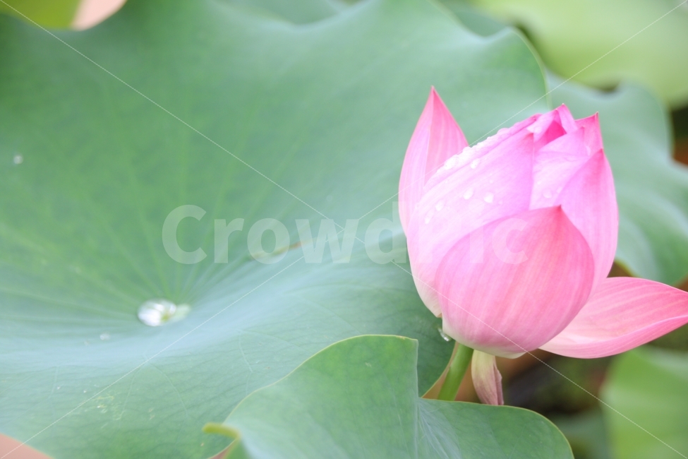 연꽃,식물,이슬,풍경,봉은사,축제,흐림,feeling,연잎,분홍,plants,nature,꽃,flower,식물,자연,plants,nature,꽃,flower