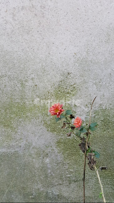 국화,담벼락,일상,국화향기,가을,식물,자연,plants,nature,꽃,flower